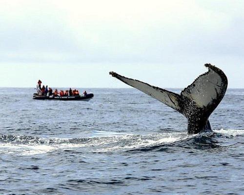 Barrocas Villas Azores São Roque Eksteriør billede